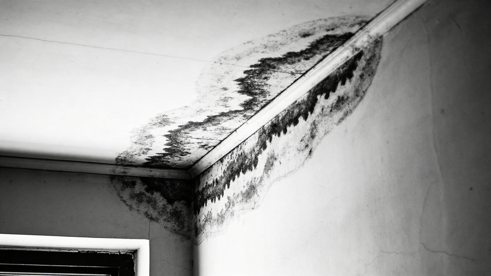 Traces de moisissures noires dans l'angle d'un mur près d'une fenêtre